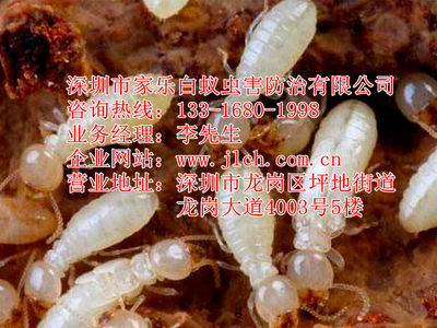 深圳市家乐白蚁虫害防治与 socioeconomic 咨询服务的融合创新